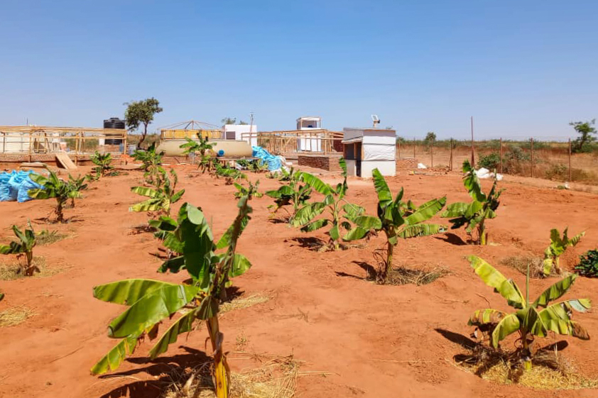  banana trees planted above the infiltration trenches help in the process